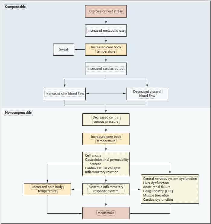 The Risk of Exertional Heatstroke to Young Athletes - The New York