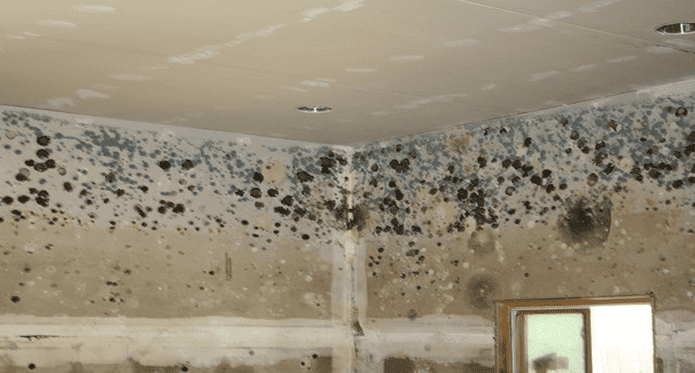 Why Is There Black Mold on My Bathroom Ceiling? - Mold Medics