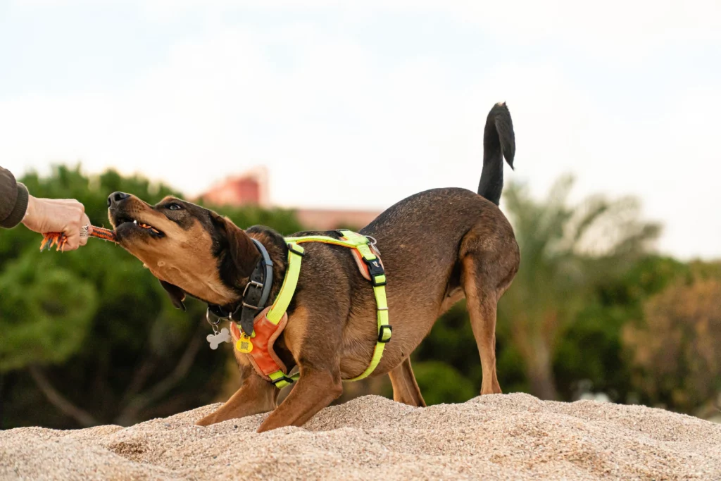 dog biting rope by the beach