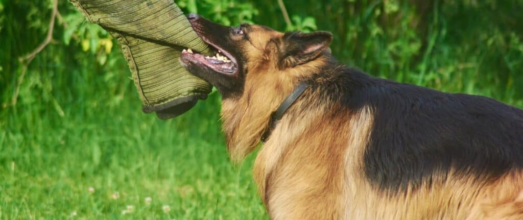 Si un pastor alemán muerde a una persona, la víctima debe hablar con un abogado experto en mordida de perro.