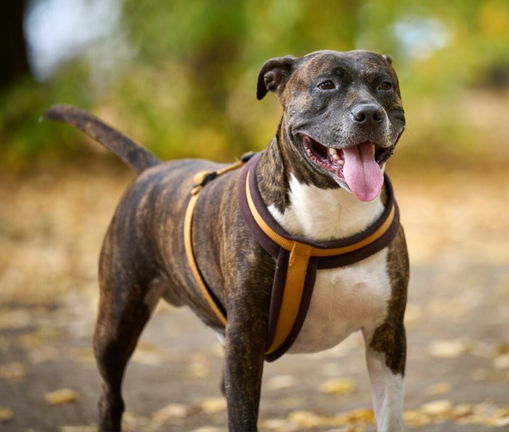 Aunque el Pitbull puede ser un perro tranquilo, las estadísticas lo sitúan como uno de los perros más peligrosos de California.