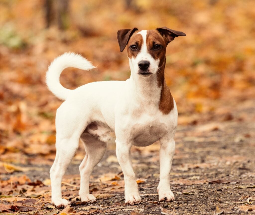 The Jack Russell's energy and aggressiveness led to them being considered dangerous breeds dogs in California.