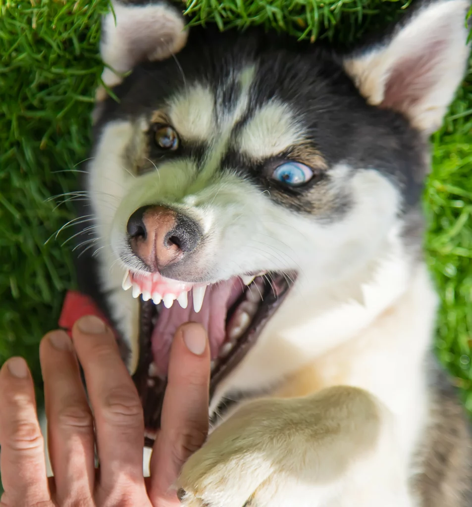 Due to strict liability, pet owners are legally responsible in the event of a dog bite lawsuit.