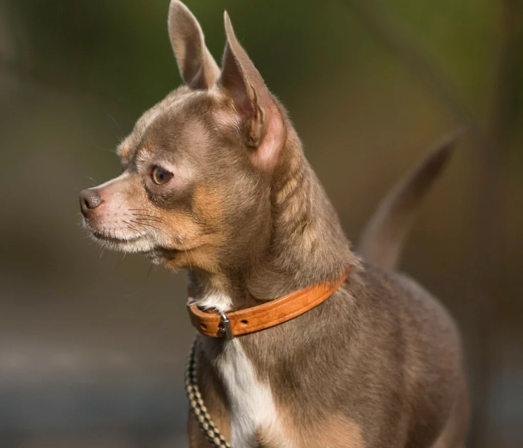 A pesar de parecer perros tranquilos, los chihuahuas son catalogados como perros peligrosos en California.