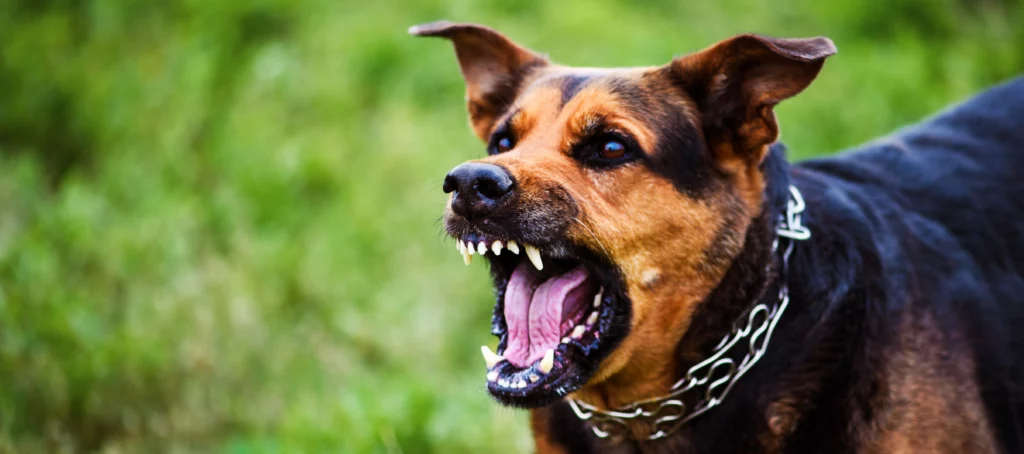 Dangerous dog breeds often cause serious injuries in California.