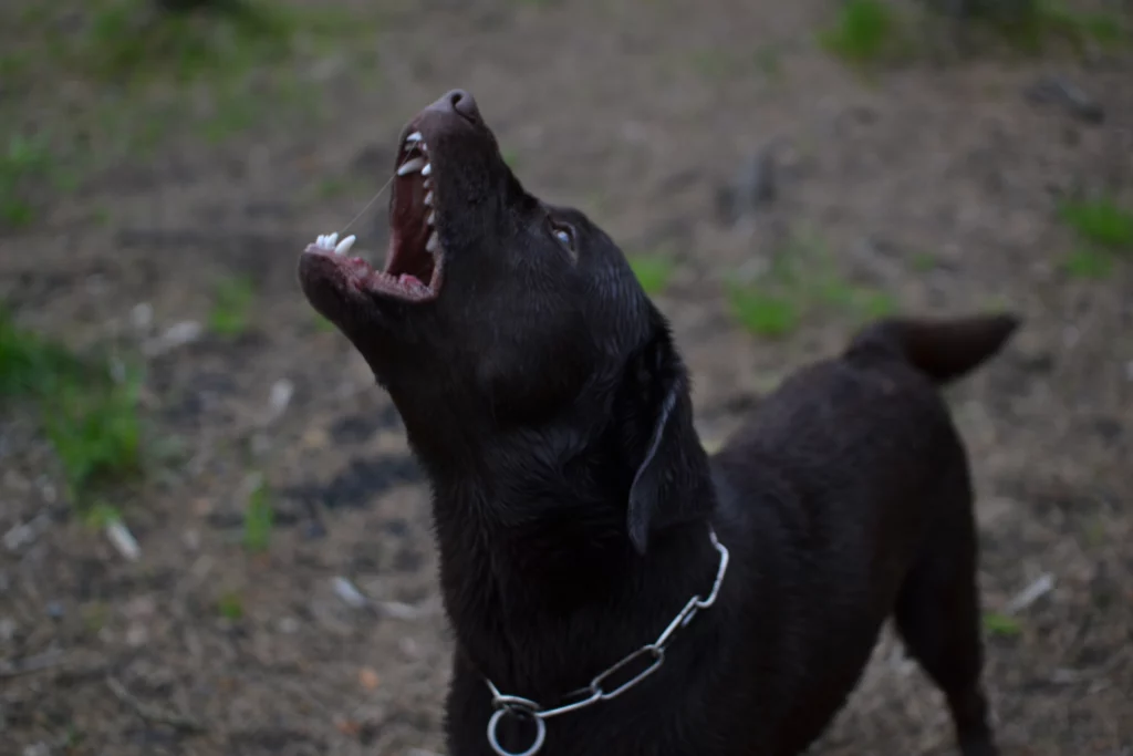 Un perro puede dejar una herida grave, sobre todo si es de raza peligrosa.