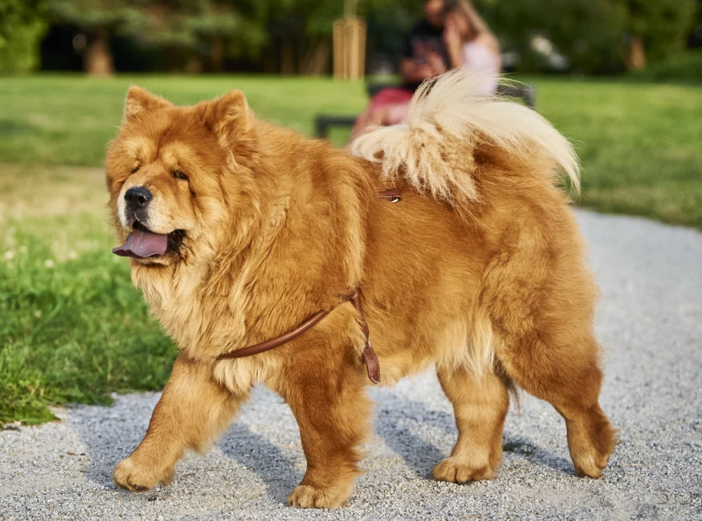 Although they are small and cute, a Chow Chow attack can be dangerous to a person's health.