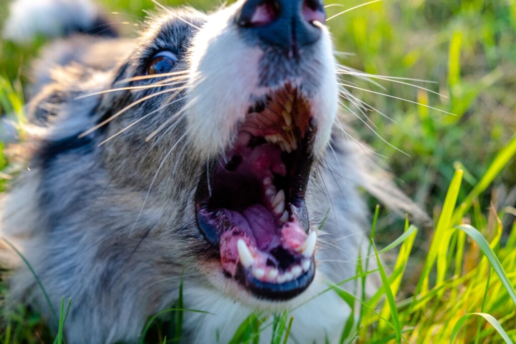 La dentellada de un perro puede dejar secuelas muy graves en la víctima, quien tiene derecho a una indemnización por lesiones.