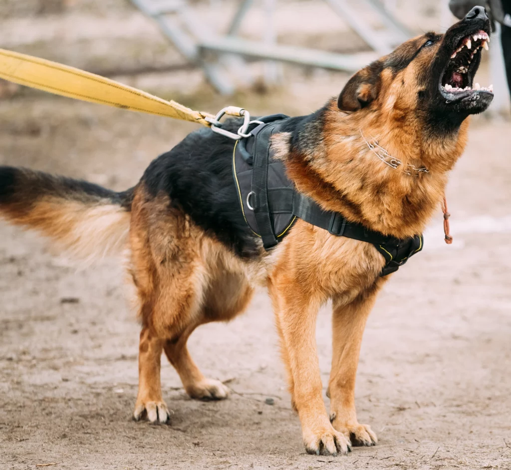 German Shepherds have been one of the most dangerous dog breeds in the last decade.