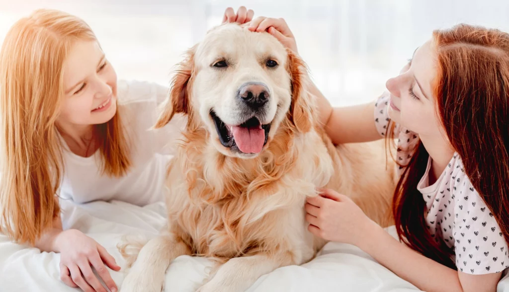 A seemingly calm dog can suddenly become violent and bite your loved ones.