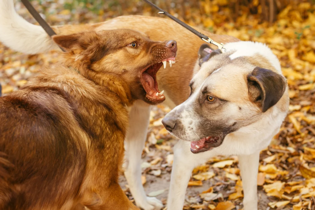 Dog bites are grounds for personal injury compensation.