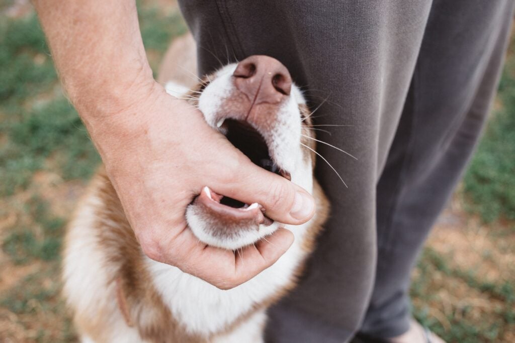 Dog bite liability is quite strict in California.