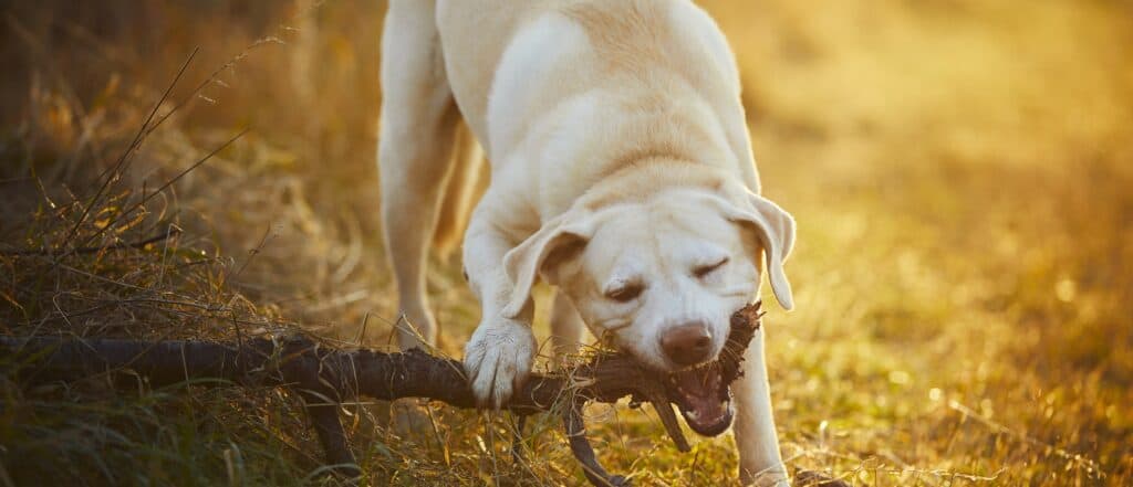 Perro mordiendo una rama con agresividad.