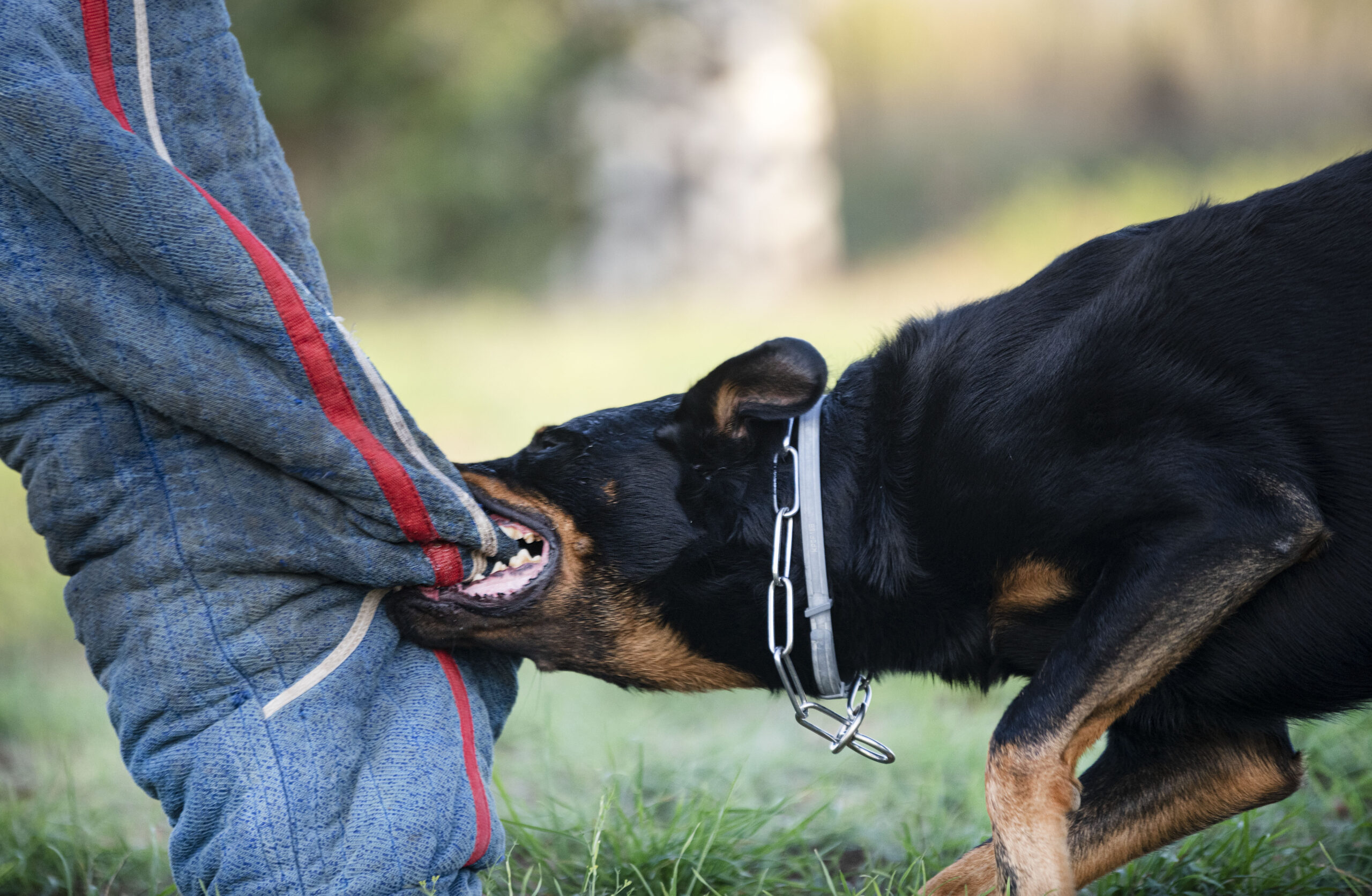 $1M Settlement for Dog Attack Victim in Visalia