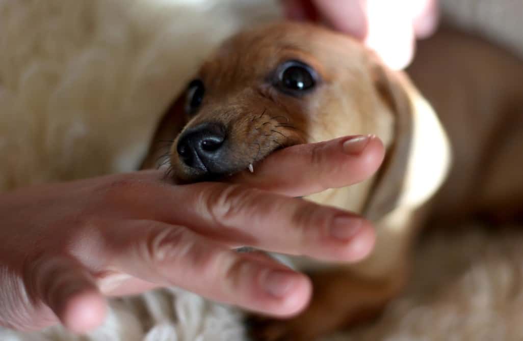 California's dog bite law holds pet owners responsible for compensating victims.