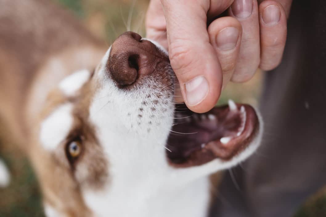 Limbs such as legs and arms are the main sites for dog bites.