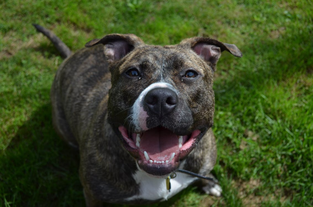 A pit bull sitting calmly on the grass in an outdoor setting in California