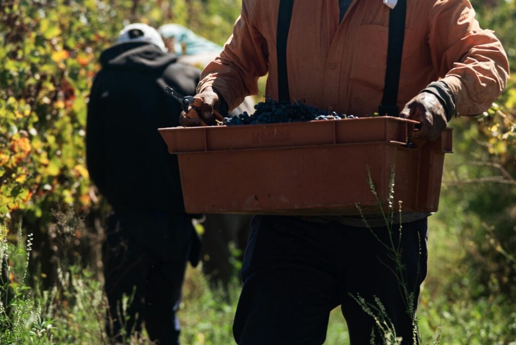 $2.2M | Every Client Deserves Full Compensation: A Just Settlement for Two Vineyard Workers