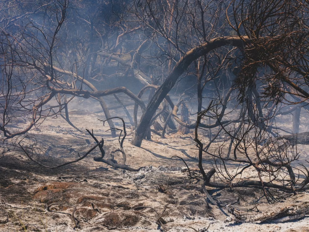 Árboles quemados en un terreno afectado por un incendio forestal en California, con pérdida de vegetación y daños al suelo.
